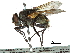  (Polleniopsis toxopei - CCDB-31125-F10)  @11 [ ] CreativeCommons - Attribution (2017) CBG Photography Group Centre for Biodiversity Genomics