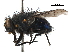  (Xenocalliphora hortona - CCDB-31125-G02)  @11 [ ] CreativeCommons - Attribution (2017) CBG Photography Group Centre for Biodiversity Genomics