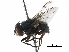  (Cochliomyia aldrichi - CCDB-31125-G03)  @13 [ ] CreativeCommons - Attribution (2017) CBG Photography Group Centre for Biodiversity Genomics