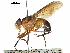  ( - CCDB-31125-G10)  @11 [ ] CreativeCommons - Attribution (2017) CBG Photography Group Centre for Biodiversity Genomics