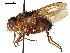  ( - CCDB-31125-H02)  @11 [ ] CreativeCommons - Attribution (2017) CBG Photography Group Centre for Biodiversity Genomics