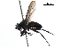  ( - CCDB-31125-H10)  @11 [ ] CreativeCommons - Attribution (2017) CBG Photography Group Centre for Biodiversity Genomics
