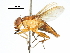  (Borbororhinia - CCDB-31126-A01)  @11 [ ] CreativeCommons - Attribution (2017) CBG Photography Group Centre for Biodiversity Genomics