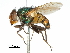 (Eurhyncomyia - CCDB-31126-A04)  @11 [ ] CreativeCommons - Attribution (2017) CBG Photography Group Centre for Biodiversity Genomics
