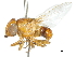  (Stegosoma - CCDB-31126-A09)  @11 [ ] CreativeCommons - Attribution (2017) CBG Photography Group Centre for Biodiversity Genomics