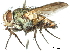  (Thoracites - CCDB-31126-A12)  @11 [ ] CreativeCommons - Attribution (2017) CBG Photography Group Centre for Biodiversity Genomics