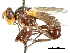  ( - CCDB-31126-B05)  @11 [ ] CreativeCommons - Attribution (2017) CBG Photography Group Centre for Biodiversity Genomics
