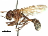  (Tropidomyia - CCDB-31126-B06)  @11 [ ] CreativeCommons - Attribution (2017) CBG Photography Group Centre for Biodiversity Genomics