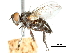  (Celatoria diabroticae - CCDB-31126-C02)  @13 [ ] CreativeCommons - Attribution (2017) CBG Photography Group Centre for Biodiversity Genomics