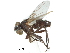  ( - CCDB-31126-C09)  @11 [ ] CreativeCommons - Attribution (2017) CBG Photography Group Centre for Biodiversity Genomics