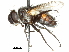  ( - CCDB-31126-E06)  @11 [ ] CreativeCommons - Attribution (2017) CBG Photography Group Centre for Biodiversity Genomics