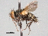  (Amphicestonia - CCDB-31126-E11)  @11 [ ] CreativeCommons - Attribution (2017) CBG Photography Group Centre for Biodiversity Genomics