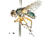  (Chlorolydella - CCDB-31126-E12)  @11 [ ] CreativeCommons - Attribution (2017) CBG Photography Group Centre for Biodiversity Genomics