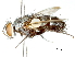  (Descampsina - CCDB-31126-F01)  @11 [ ] CreativeCommons - Attribution (2017) CBG Photography Group Centre for Biodiversity Genomics