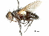  (Ptesiomyia - CCDB-31126-F03)  @11 [ ] CreativeCommons - Attribution (2017) CBG Photography Group Centre for Biodiversity Genomics