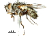  (Pexopsis - CCDB-31126-F05)  @11 [ ] CreativeCommons - Attribution (2017) CBG Photography Group Centre for Biodiversity Genomics