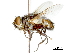  (Azygobothria - CCDB-31126-F07)  @11 [ ] CreativeCommons - Attribution (2017) CBG Photography Group Centre for Biodiversity Genomics