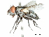  ( - CCDB-31126-F09)  @11 [ ] CreativeCommons - Attribution (2017) CBG Photography Group Centre for Biodiversity Genomics
