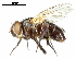  (Eurysthaea - CCDB-31126-G01)  @11 [ ] CreativeCommons - Attribution (2017) CBG Photography Group Centre for Biodiversity Genomics