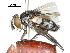  (Thecocarcelia - CCDB-31126-G07)  @11 [ ] CreativeCommons - Attribution (2017) CBG Photography Group Centre for Biodiversity Genomics
