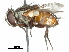  (Pseudochaeta pyralidis - CCDB-31126-G12)  @11 [ ] CreativeCommons - Attribution (2017) CBG Photography Group Centre for Biodiversity Genomics