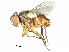  (Pseudochaeta perdecora - CCDB-31126-H01)  @11 [ ] CreativeCommons - Attribution (2017) CBG Photography Group Centre for Biodiversity Genomics