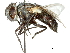  (Chaetocrania - CCDB-31126-H05)  @11 [ ] CreativeCommons - Attribution (2017) CBG Photography Group Centre for Biodiversity Genomics