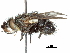  (Dolichocnephalia - CCDB-31126-H09)  @11 [ ] CreativeCommons - Attribution (2017) CBG Photography Group Centre for Biodiversity Genomics