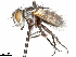  (Eucnephalia - CCDB-31126-H10)  @11 [ ] CreativeCommons - Attribution (2017) CBG Photography Group Centre for Biodiversity Genomics