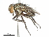  (Ricosia - CCDB-31127-A02)  @11 [ ] CreativeCommons - Attribution (2017) CBG Photography Group Centre for Biodiversity Genomics