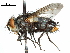  (Chaetogaedia - CCDB-31127-A03)  @15 [ ] CreativeCommons - Attribution (2017) CBG Photography Group Centre for Biodiversity Genomics