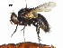  (Hesperomyia - CCDB-31127-A06)  @11 [ ] CreativeCommons - Attribution (2017) CBG Photography Group Centre for Biodiversity Genomics