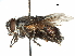  (Proparachaeta - CCDB-31127-A12)  @11 [ ] CreativeCommons - Attribution (2017) CBG Photography Group Centre for Biodiversity Genomics
