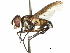  (Syringosoma Malaise5634 - CCDB-31127-B04)  @13 [ ] CreativeCommons - Attribution (2017) CBG Photography Group Centre for Biodiversity Genomics