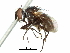  ( - CCDB-31127-B12)  @14 [ ] CreativeCommons - Attribution (2017) CBG Photography Group Centre for Biodiversity Genomics