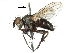  ( - CCDB-31127-C07)  @11 [ ] CreativeCommons - Attribution (2017) CBG Photography Group Centre for Biodiversity Genomics