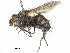  ( - CCDB-31127-D10)  @11 [ ] CreativeCommons - Attribution (2017) CBG Photography Group Centre for Biodiversity Genomics