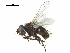  (Clastoneura brevicornis - CCDB-31127-D11)  @11 [ ] CreativeCommons - Attribution (2017) CBG Photography Group Centre for Biodiversity Genomics