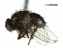  (Phytomyptera evanescens - CCDB-31127-F05)  @11 [ ] CreativeCommons - Attribution (2017) CBG Photography Group Centre for Biodiversity Genomics