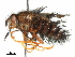  ( - CCDB-31127-F10)  @11 [ ] CreativeCommons - Attribution (2017) CBG Photography Group Centre for Biodiversity Genomics