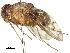 (Aulacephala - CCDB-31127-G11)  @11 [ ] CreativeCommons - Attribution (2017) CBG Photography Group Centre for Biodiversity Genomics