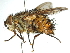  (Protohystriciini - CCDB-31127-H02)  @11 [ ] CreativeCommons - Attribution (2017) CBG Photography Group Centre for Biodiversity Genomics