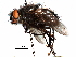  ( - CCDB-31128-A01)  @11 [ ] CreativeCommons - Attribution (2017) CBG Photography Group Centre for Biodiversity Genomics
