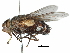  (Prodiaphania georgei - CCDB-31128-B03)  @11 [ ] CreativeCommons - Attribution (2017) CBG Photography Group Centre for Biodiversity Genomics