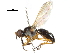  (Anaphalantus - CCDB-31128-D03)  @11 [ ] CreativeCommons - Attribution (2017) CBG Photography Group Centre for Biodiversity Genomics