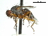  (Parvisquama - CCDB-31128-E10)  @11 [ ] CreativeCommons - Attribution (2017) CBG Photography Group Centre for Biodiversity Genomics