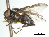  ( - CCDB-31128-F09)  @11 [ ] CreativeCommons - Attribution (2017) CBG Photography Group Centre for Biodiversity Genomics