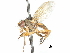  ( - CCDB-31128-G01)  @14 [ ] CreativeCommons - Attribution (2017) CBG Photography Group Centre for Biodiversity Genomics