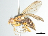  (Bucephalina - CCDB-31128-G03)  @11 [ ] CreativeCommons - Attribution (2017) CBG Photography Group Centre for Biodiversity Genomics