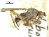  ( - CCDB-31128-G05)  @11 [ ] CreativeCommons - Attribution (2017) CBG Photography Group Centre for Biodiversity Genomics